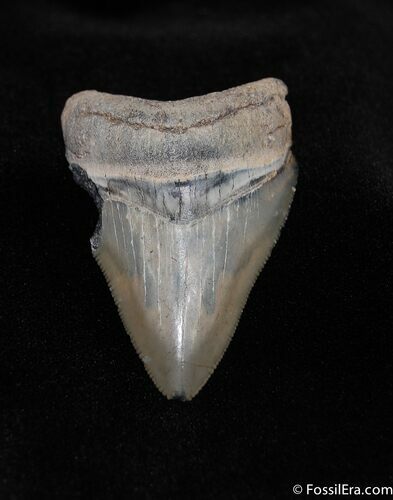 Hawthorn Formation Meg Tooth #142